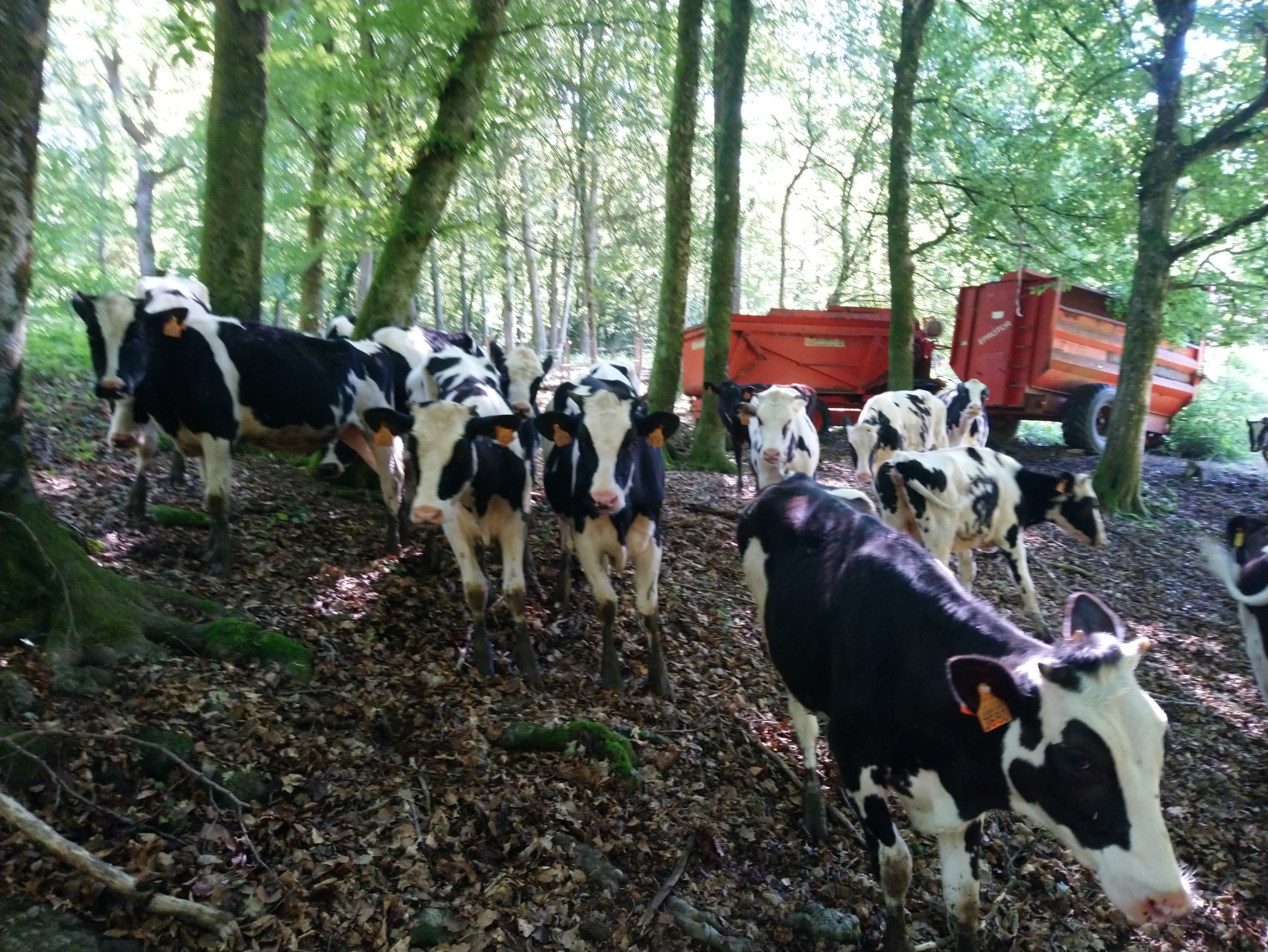 Troupeau de bovins dans un espace boisé de l’exploitation.